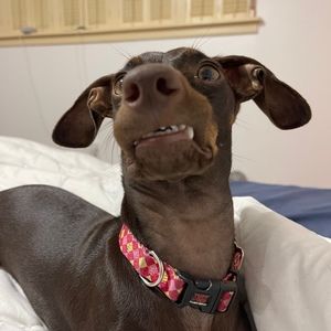 Meet your Posher, David